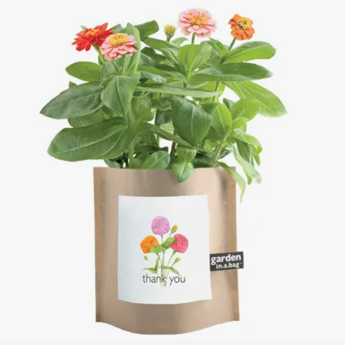 Garden In A Bag - Thank You Zinnias